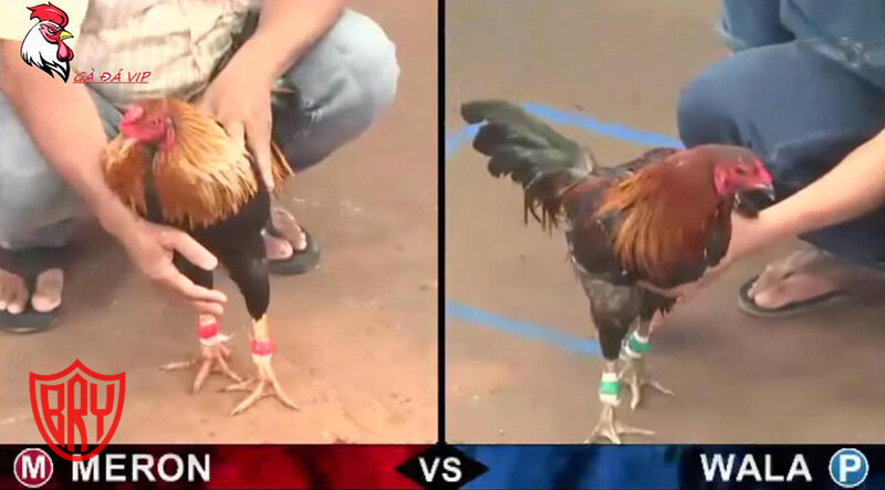Cockfighting Bet Bry - What Is Cockfighting Bet Bry? Cockfighting Bet Bry - What Is Cockfighting Bet Bry?