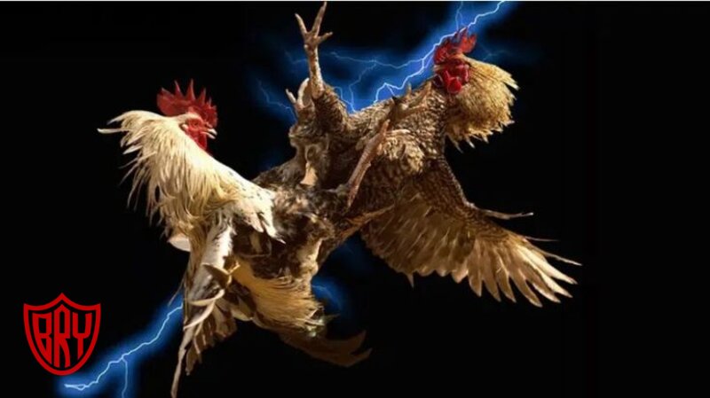 Cockfighting Bet Bry - Live Streaming And Real-Time Match Data Cockfighting Bet Bry - Live Streaming And Real-Time Match Data