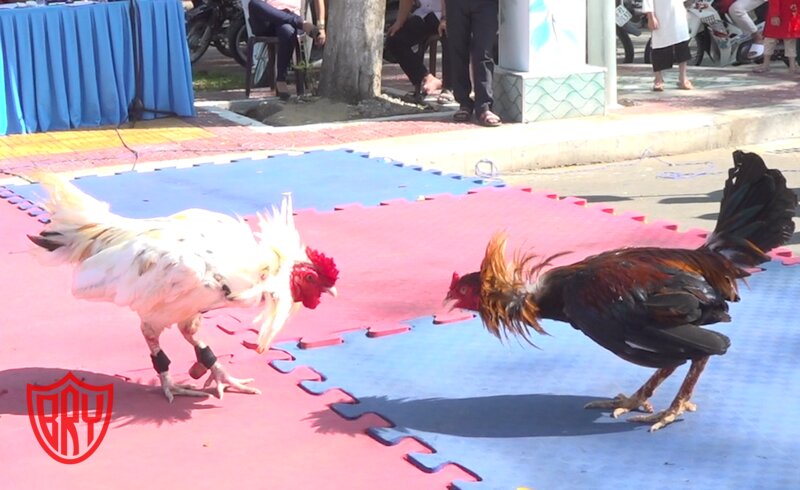 Cockfighting Bet Bry - How To Read Rooster Profiles And Match History Cockfighting Bet Bry - How To Read Rooster Profiles And Match History