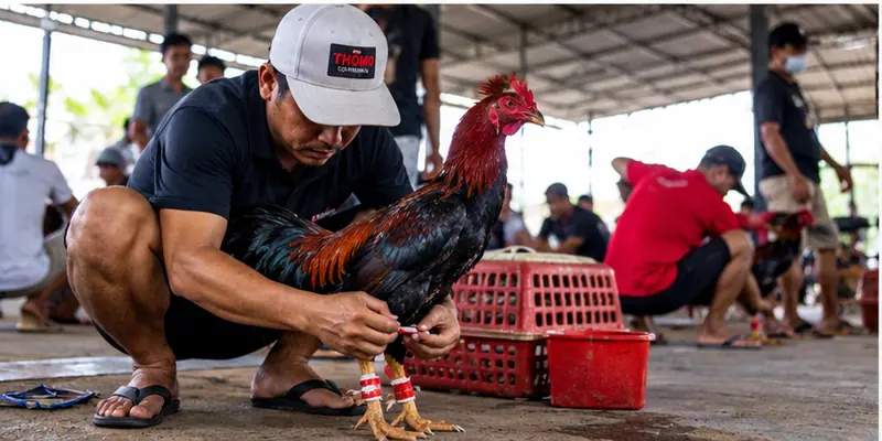 Traditional rooster imagery illustrates the cultural background of Thomo.